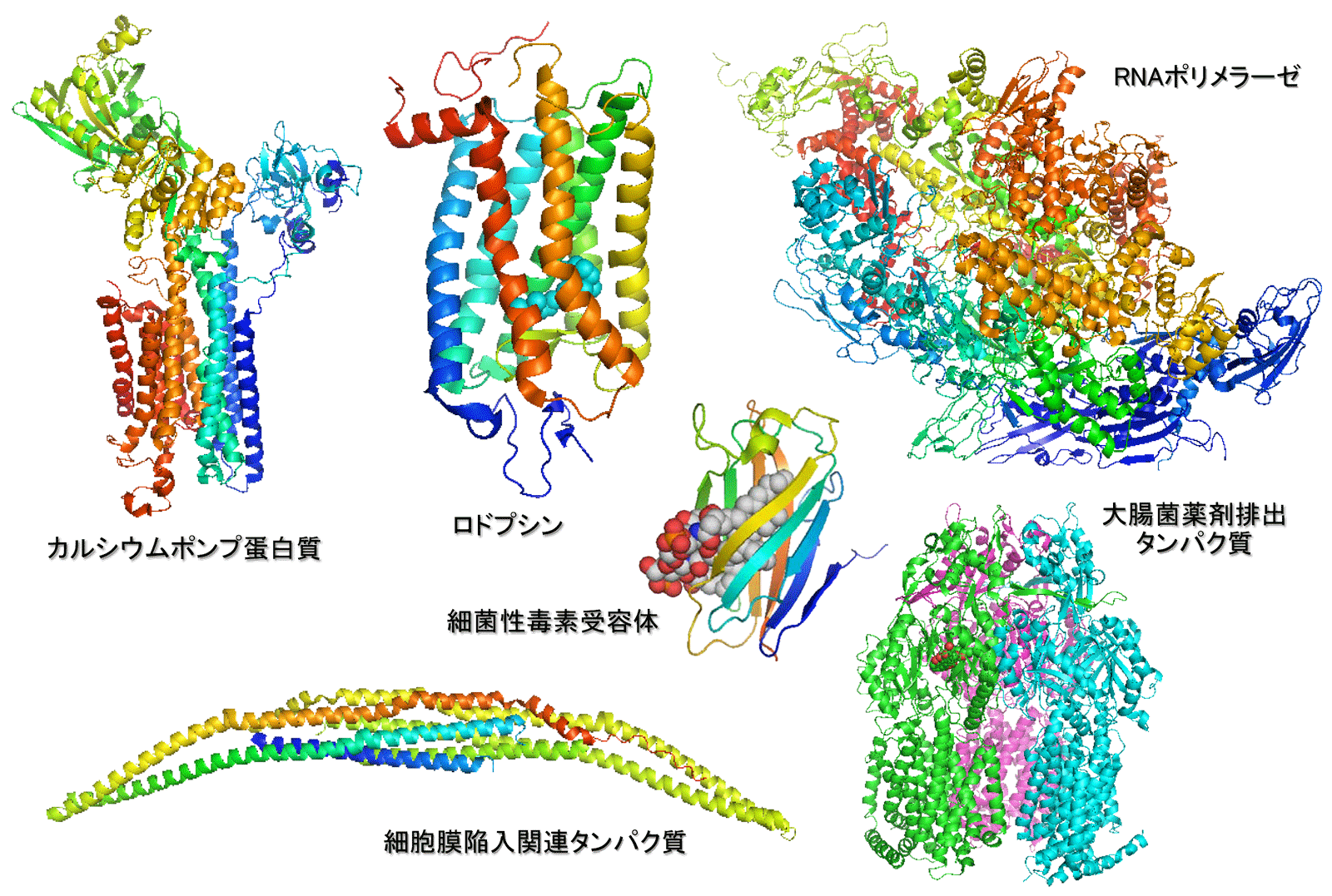 SPring-8で決定されたタンパク質の立体構造の例
